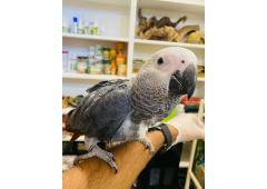 African Grey Parrots For Sale/Macaws/parakeets/Cocokatoo