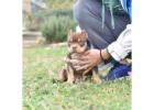 American Bully and American Pitbull Terrier Puppies for sale